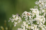 Fliege und Käfer