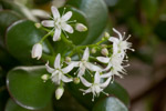 Blühender Jadebaum