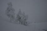 Vereiste Bäume an der Rigi Kulm