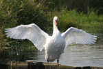 Schwan an der Leine