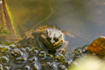 Frosch im Teich