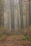 Herbst im Göttinger Wald