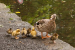 Entenschule am Schwänchen-Teich, Cheltenham-Park Göttingen