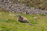 Murmeltiere, Engadin